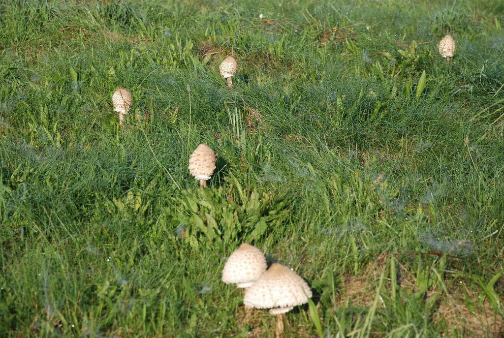 Natura Apartamenty Swaderki Dış mekan fotoğraf