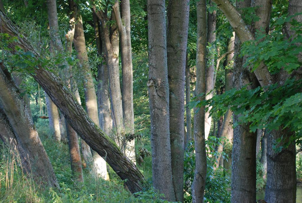 Natura Apartamenty Swaderki Dış mekan fotoğraf